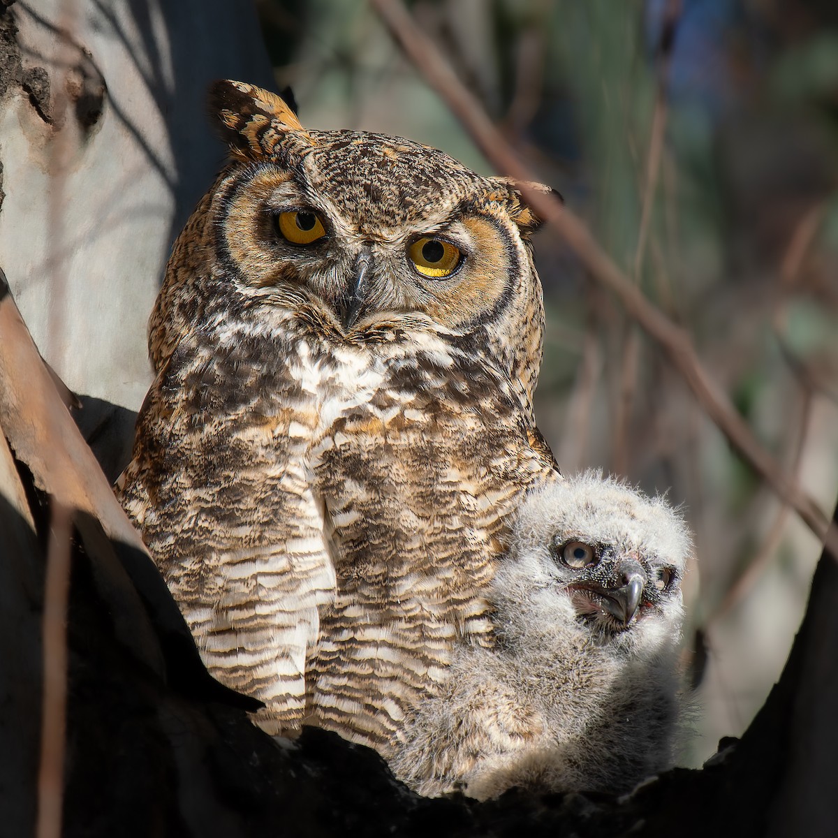 Great Horned Owl - ML646433948