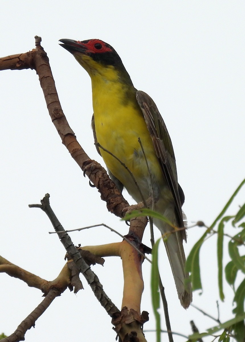 Feigenpirol - ML646433949