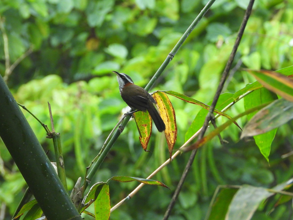 Pomatorhin de Taïwan - ML646433950