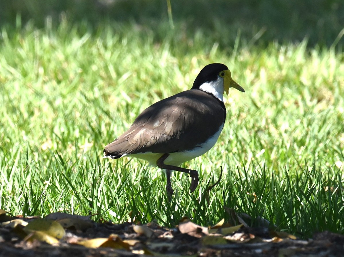 Avefría Militar - ML646433951