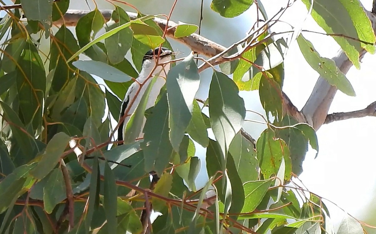 White-winged Triller - ML646433952