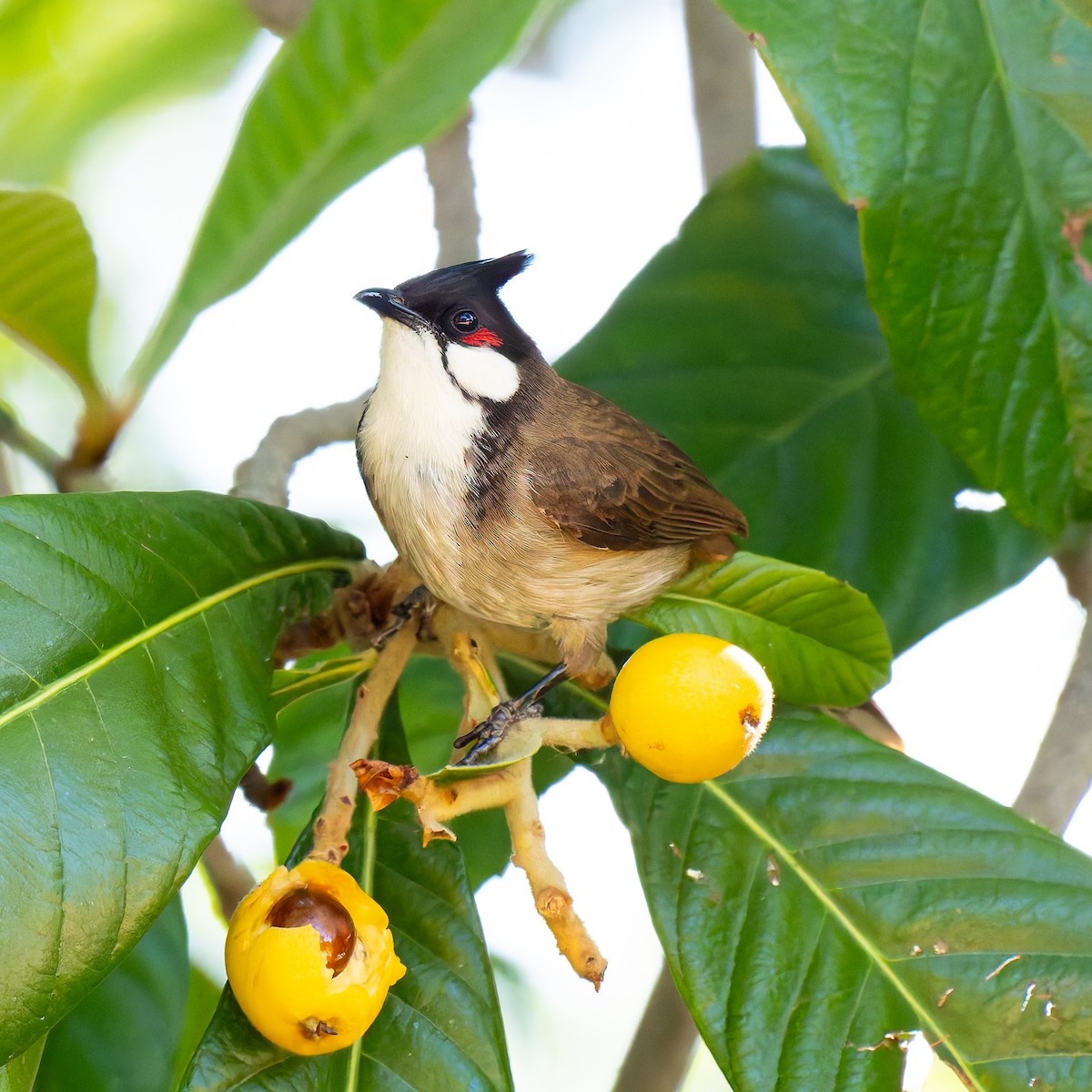 Red-whiskered Bulbul - ML646433953
