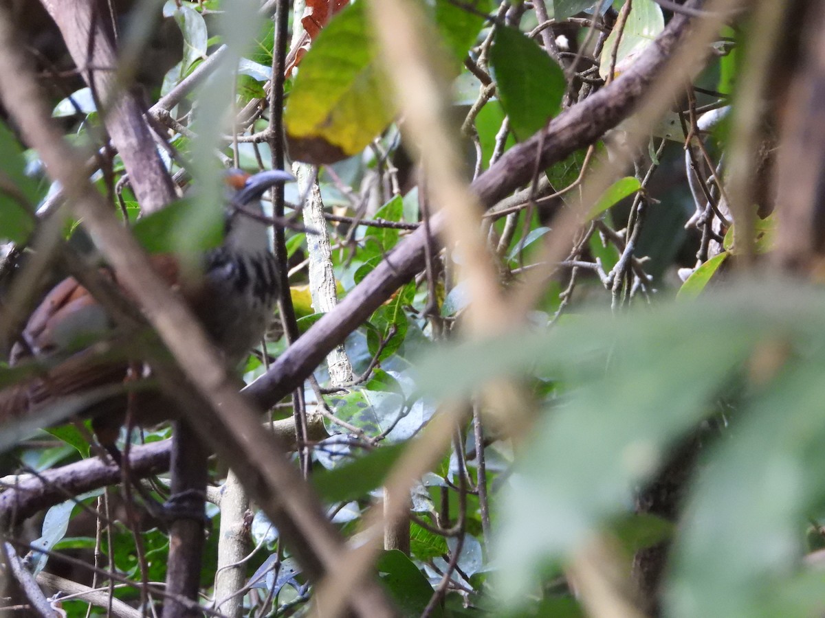 Pomatorhin tacheté - ML646433954