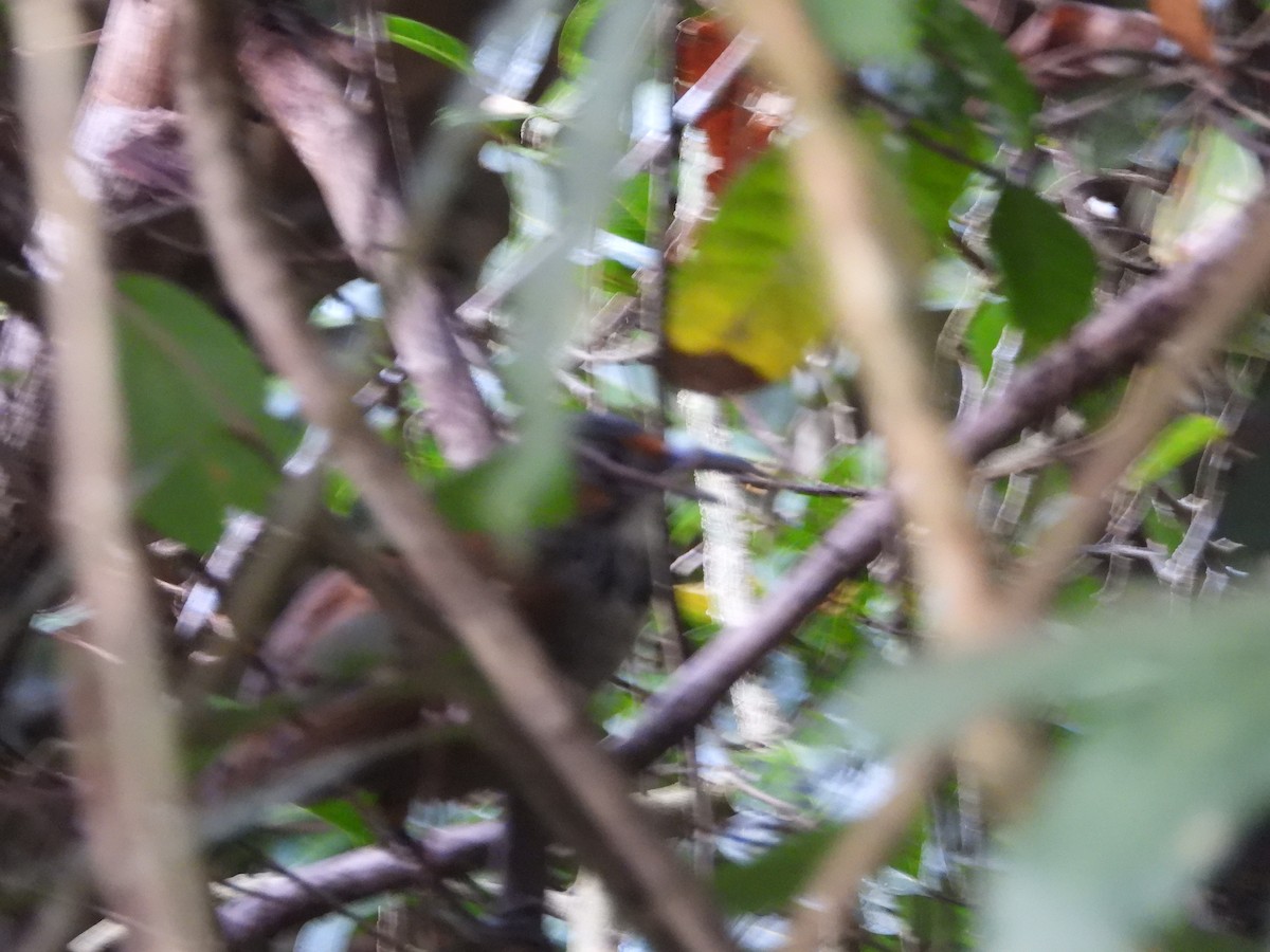 Pomatorhin tacheté - ML646433955