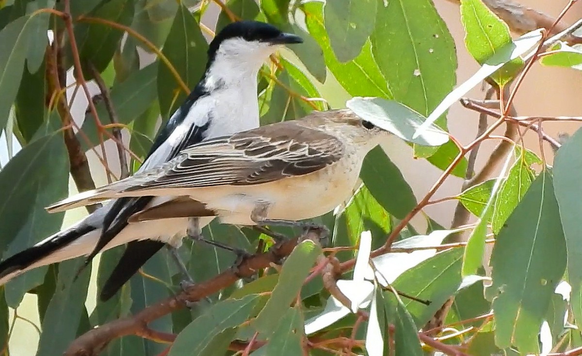 White-winged Triller - ML646433956