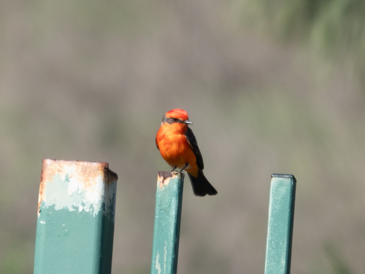 Vermilion Flycatcher - ML646433957