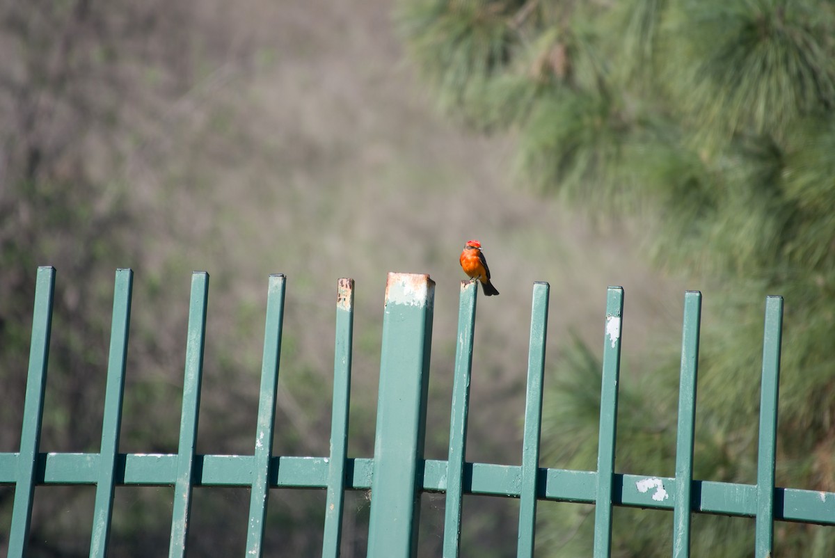 Vermilion Flycatcher - ML646433958