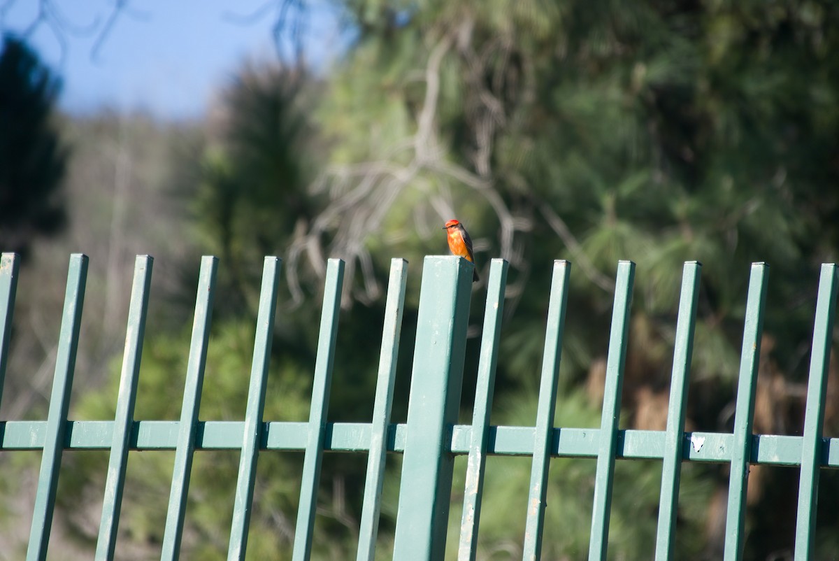 Vermilion Flycatcher - ML646433959