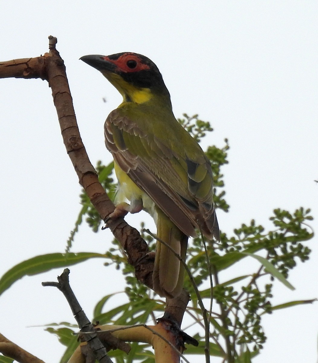 Feigenpirol - ML646433960