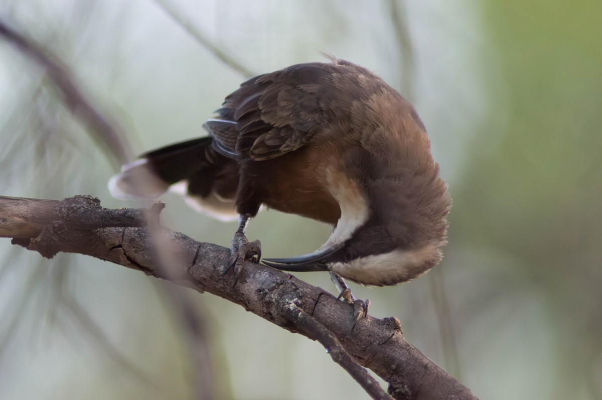 オーストラリアマルハシ - ML646433961