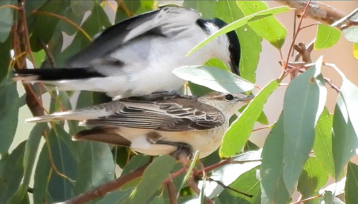 White-winged Triller - ML646433962