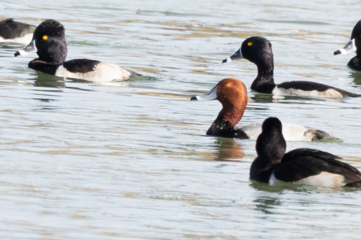 Redhead - ML646433963