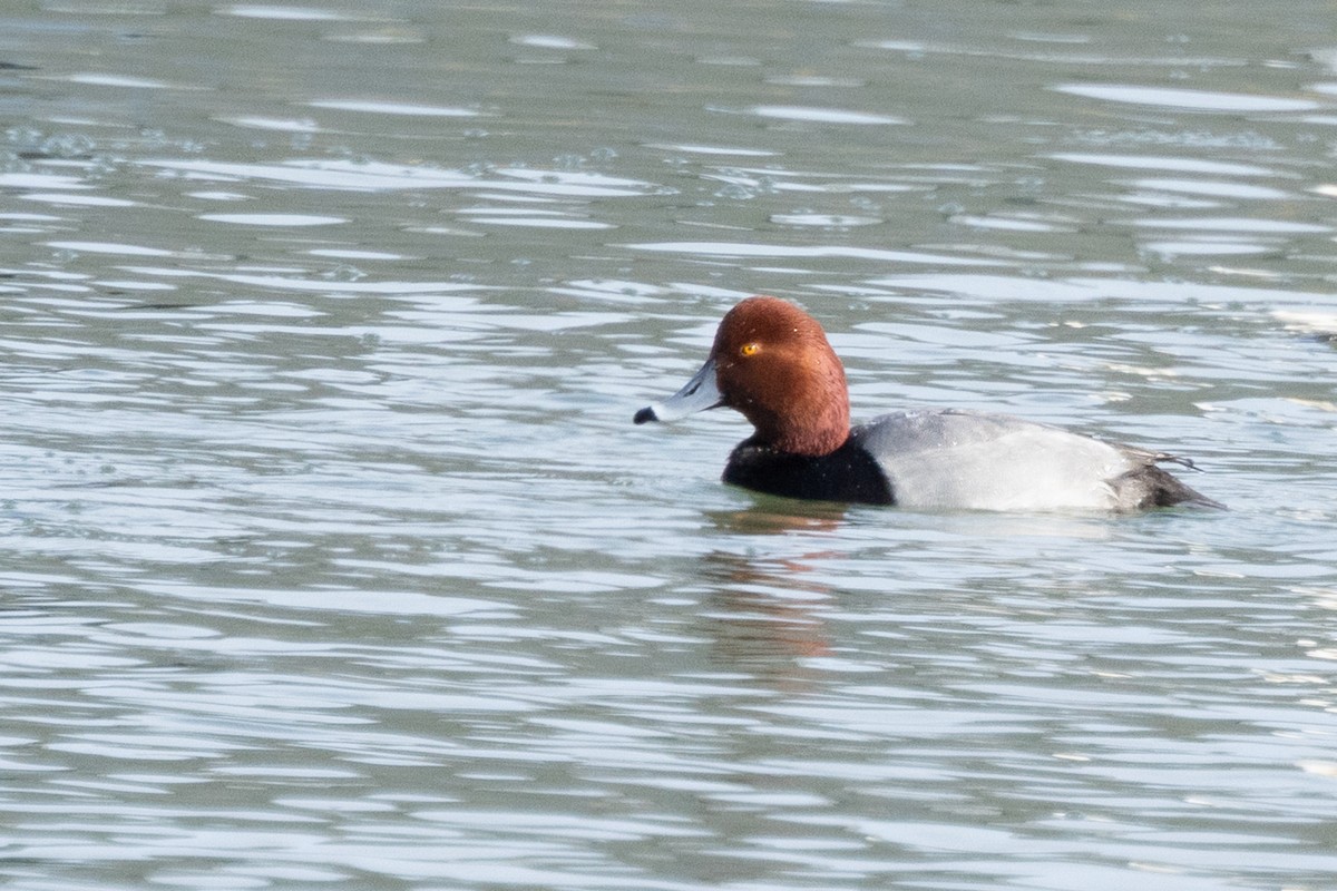 Redhead - ML646433964