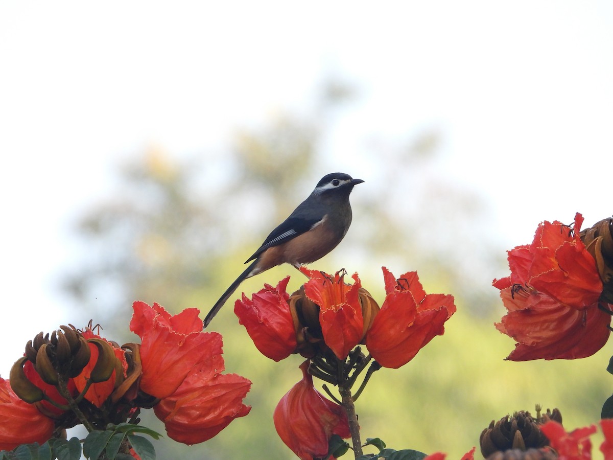 Garrulaxe oreillard - ML646433965