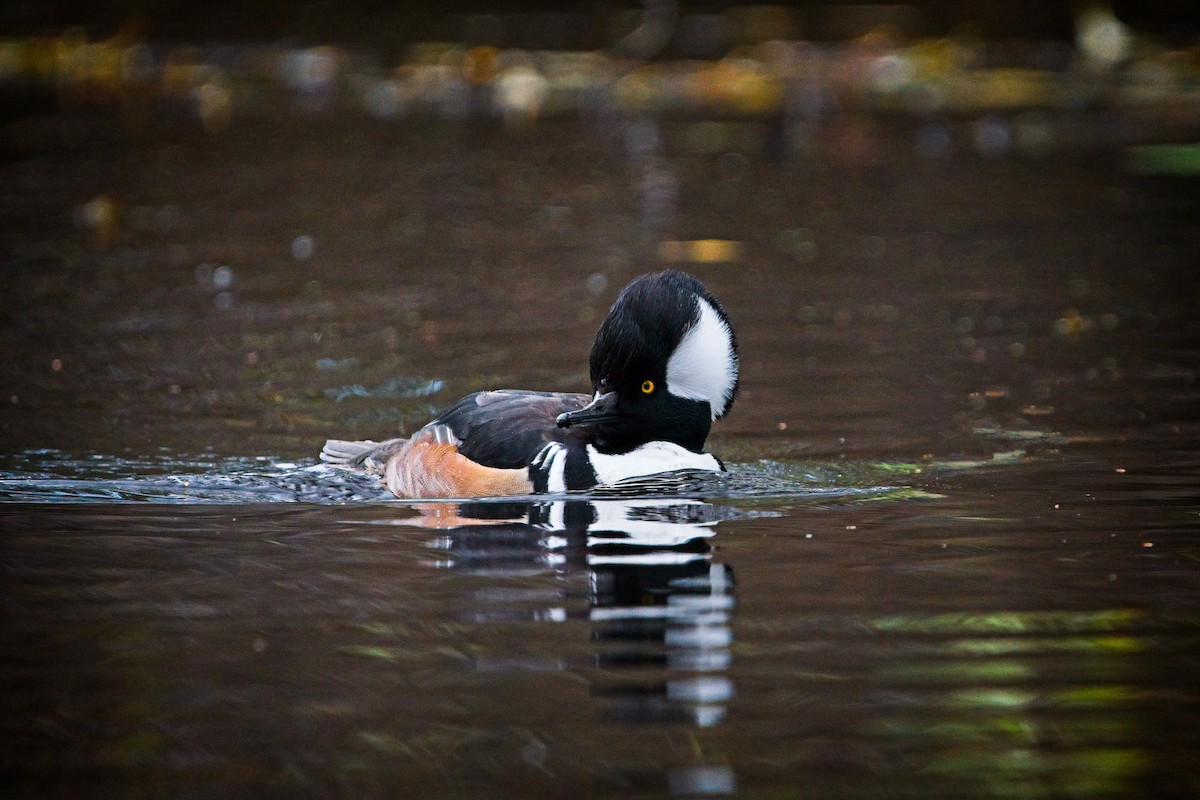 Hooded Merganser - ML646433966