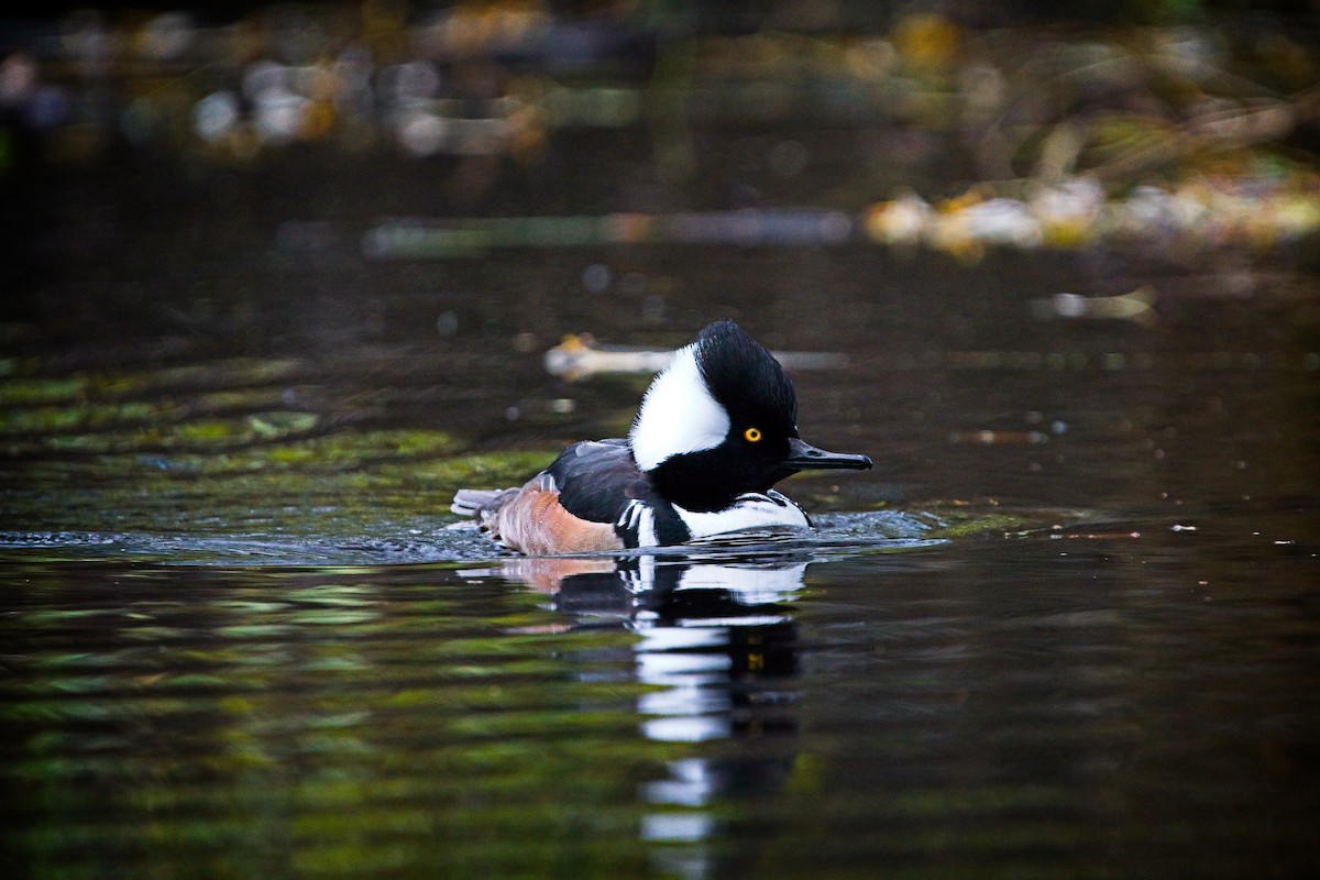 Hooded Merganser - ML646433967