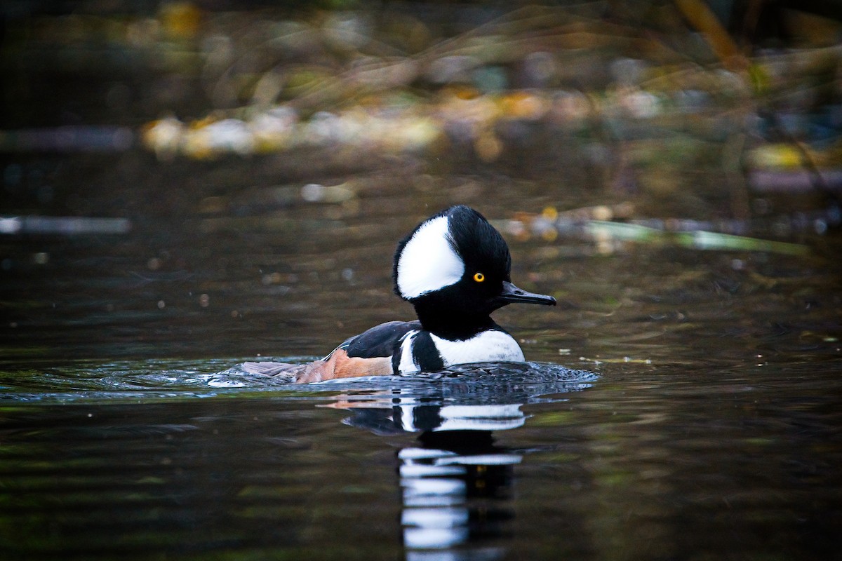 Hooded Merganser - ML646433968
