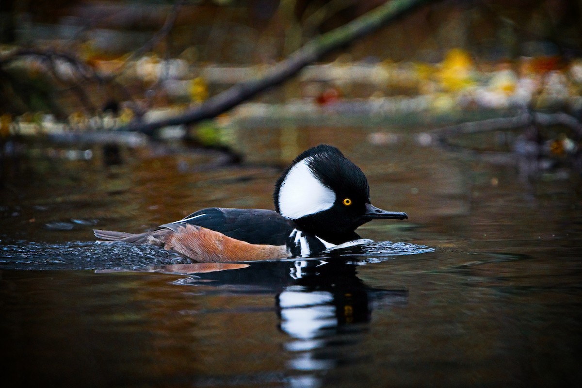 Hooded Merganser - ML646433969