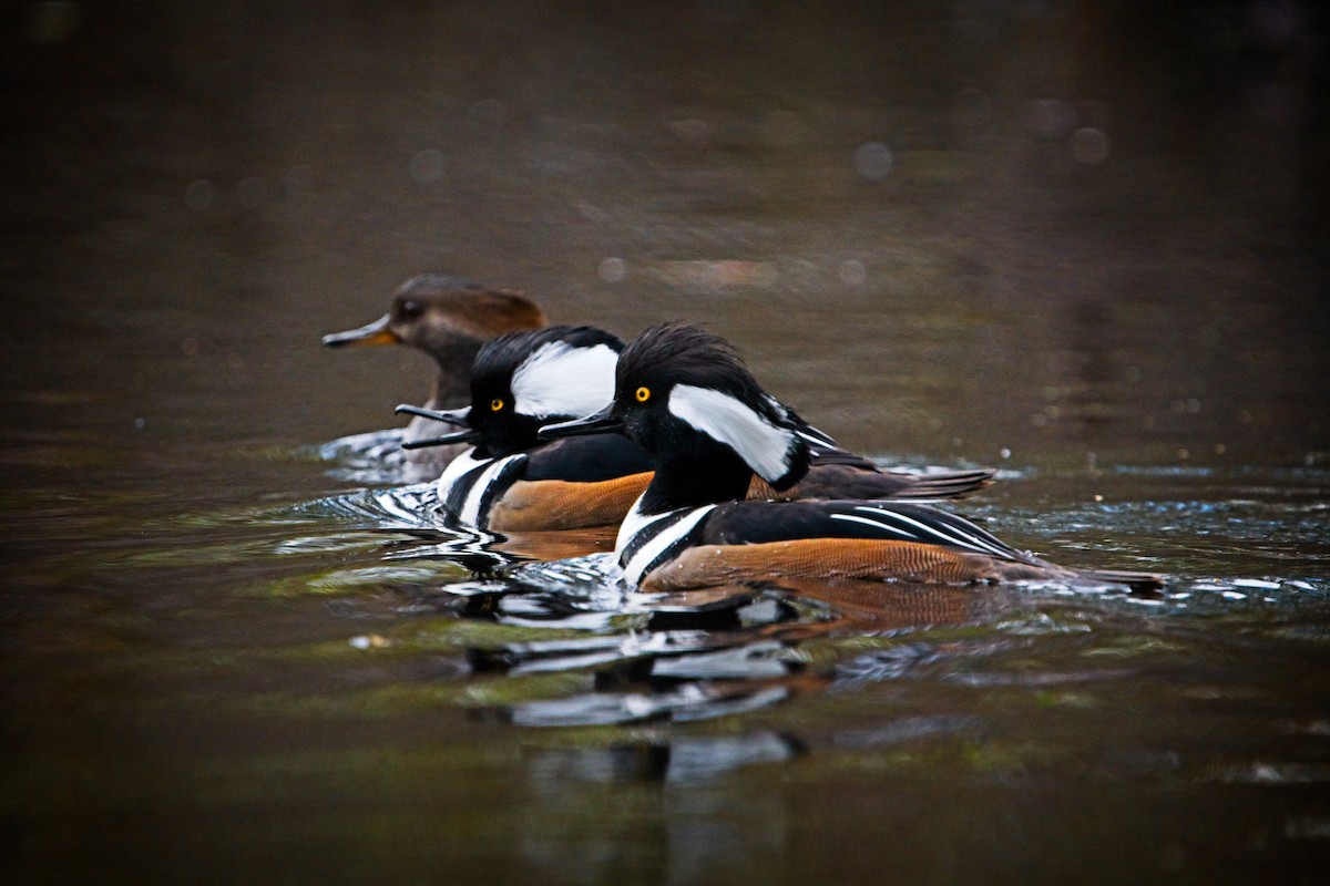 Hooded Merganser - ML646433970