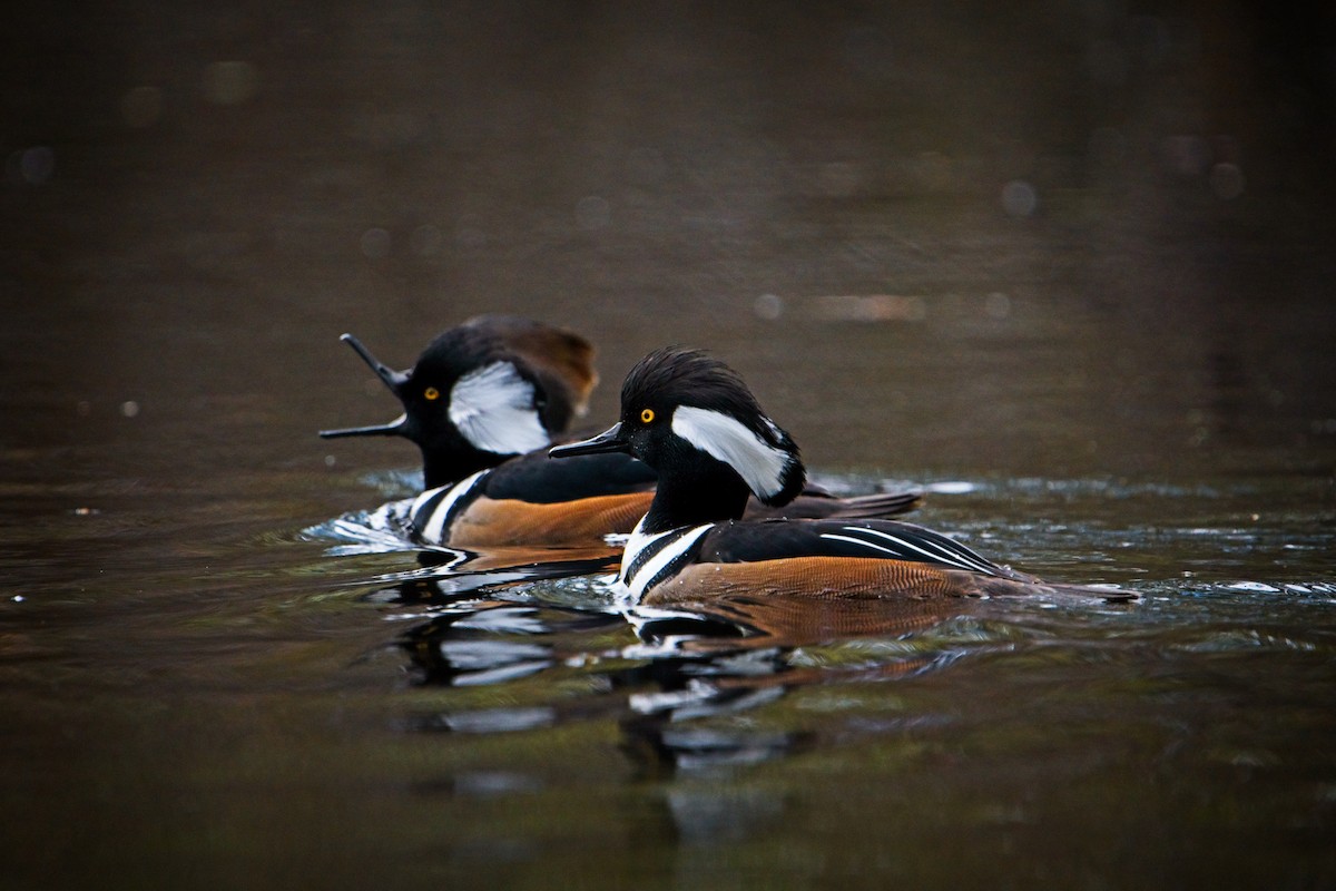 Hooded Merganser - ML646433971
