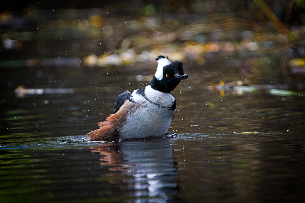 Hooded Merganser - ML646433972