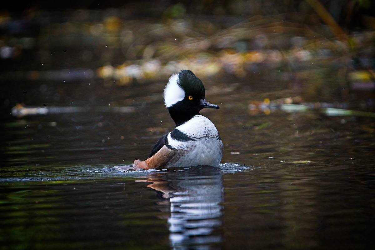 Hooded Merganser - ML646433973