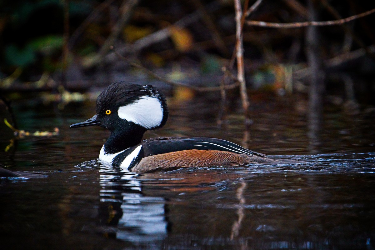 Hooded Merganser - ML646433974