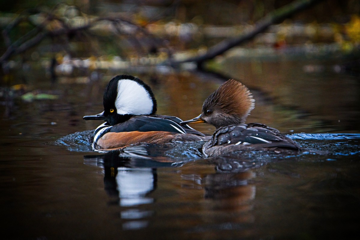 Hooded Merganser - ML646433975