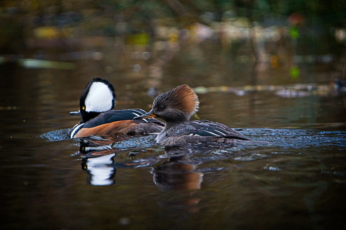 Hooded Merganser - ML646433976