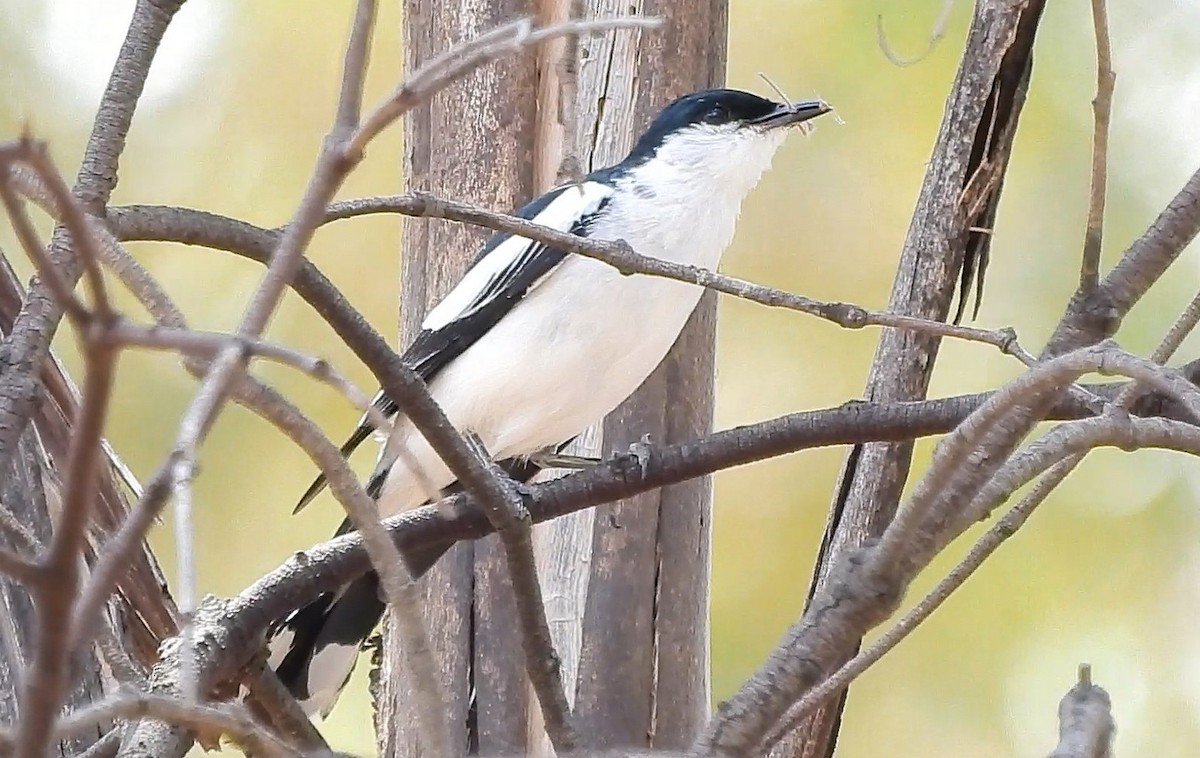 White-winged Triller - ML646433977