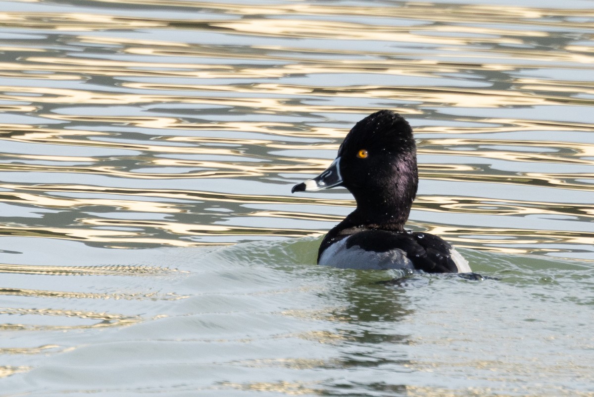 Ring-necked Duck - ML646433978