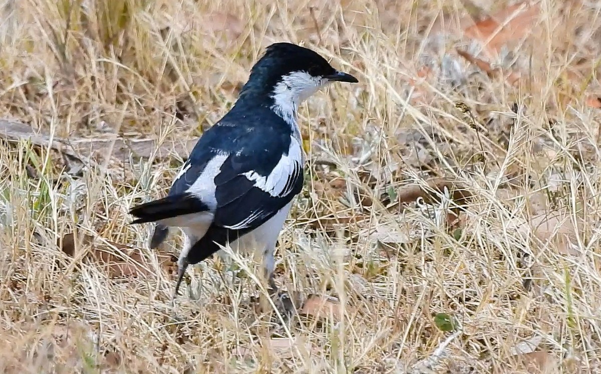 White-winged Triller - ML646433979