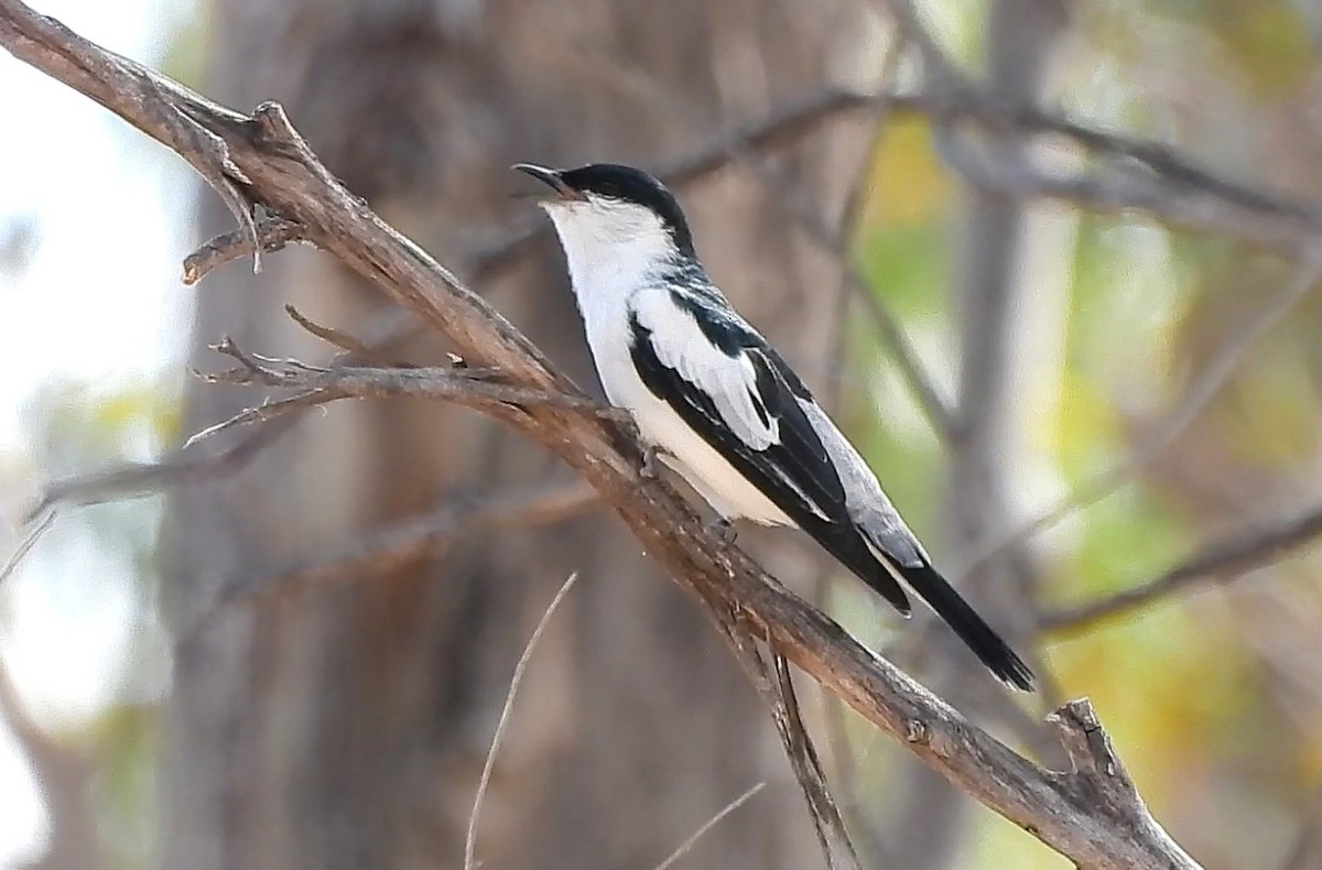 White-winged Triller - ML646433980