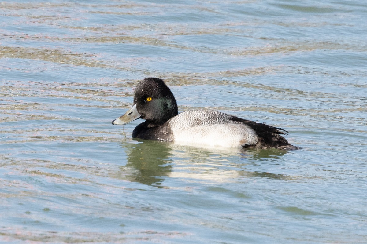 Lesser Scaup - ML646433982