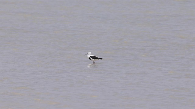 Banded Stilt - ML646433983