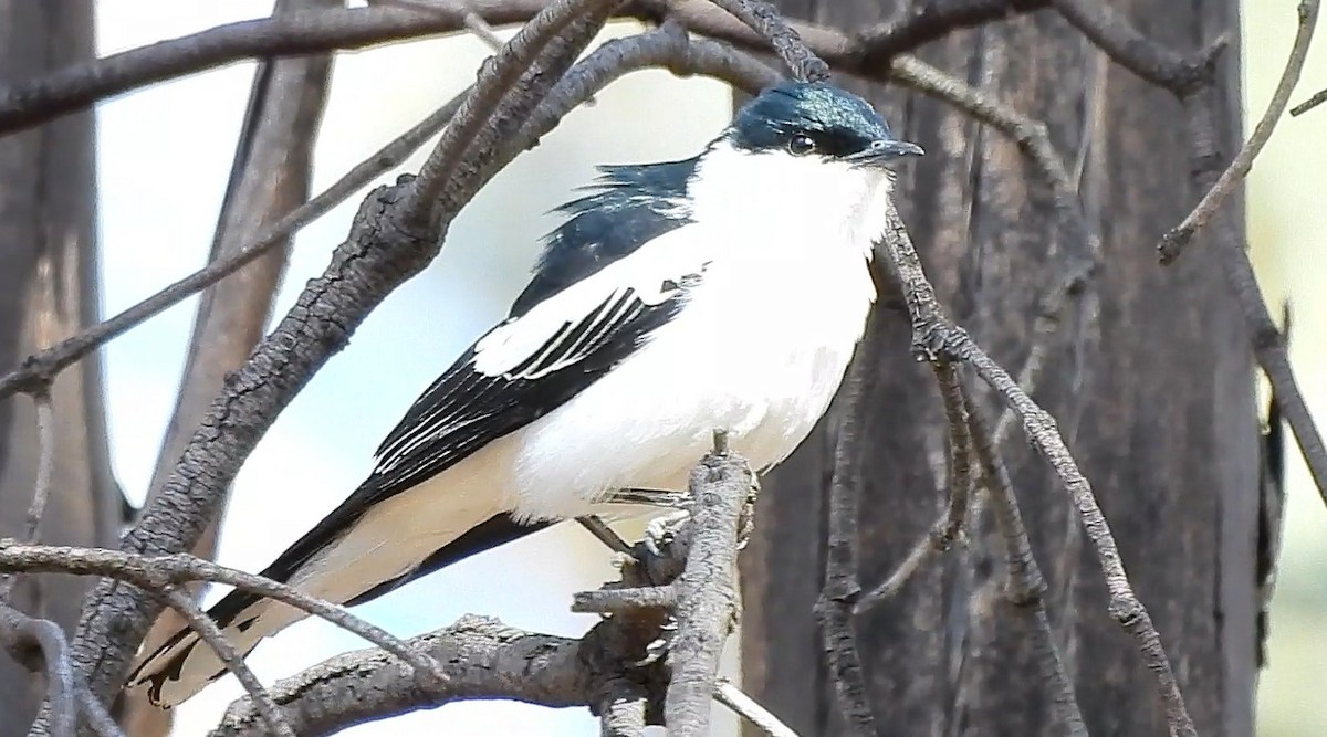 White-winged Triller - ML646433984