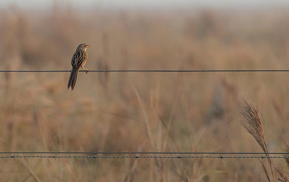 Wedge-tailed Grass-Finch - ML646433985