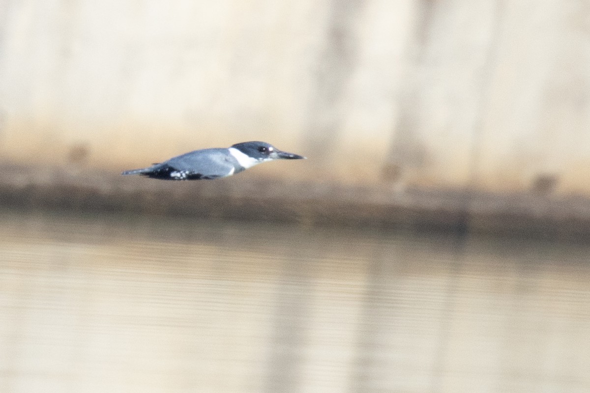 Belted Kingfisher - ML646433986