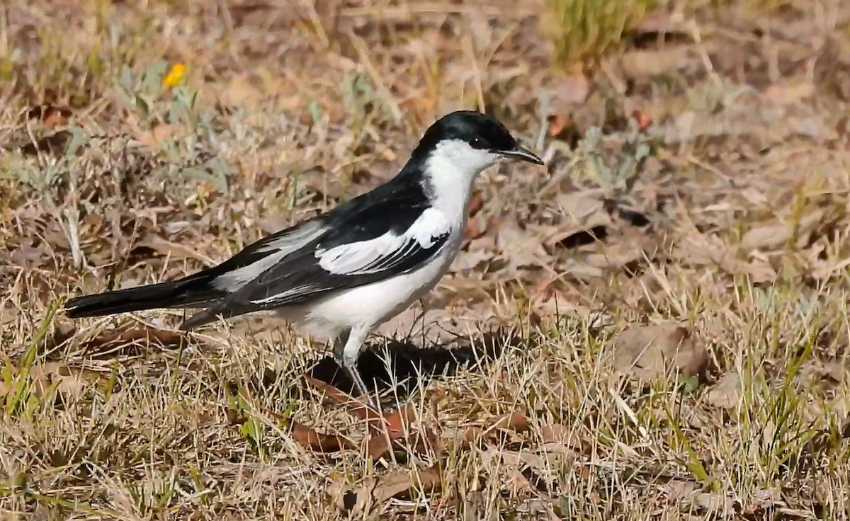 White-winged Triller - ML646433987