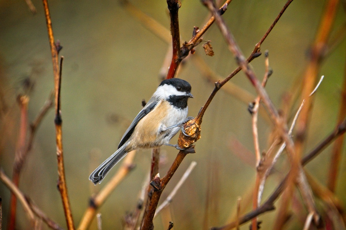 Black-capped Chickadee - ML646433988