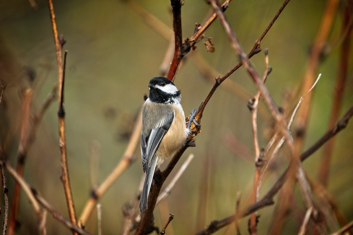 Black-capped Chickadee - ML646433989