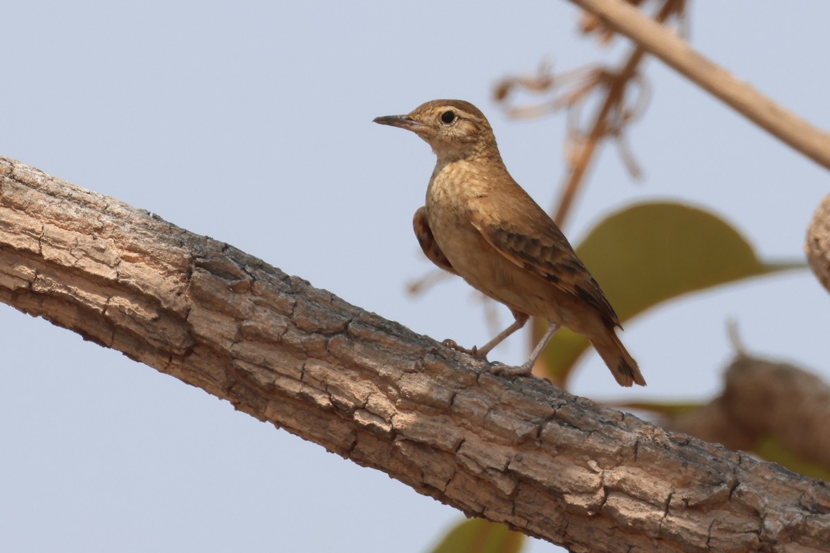 Campo Miner - ML646433990
