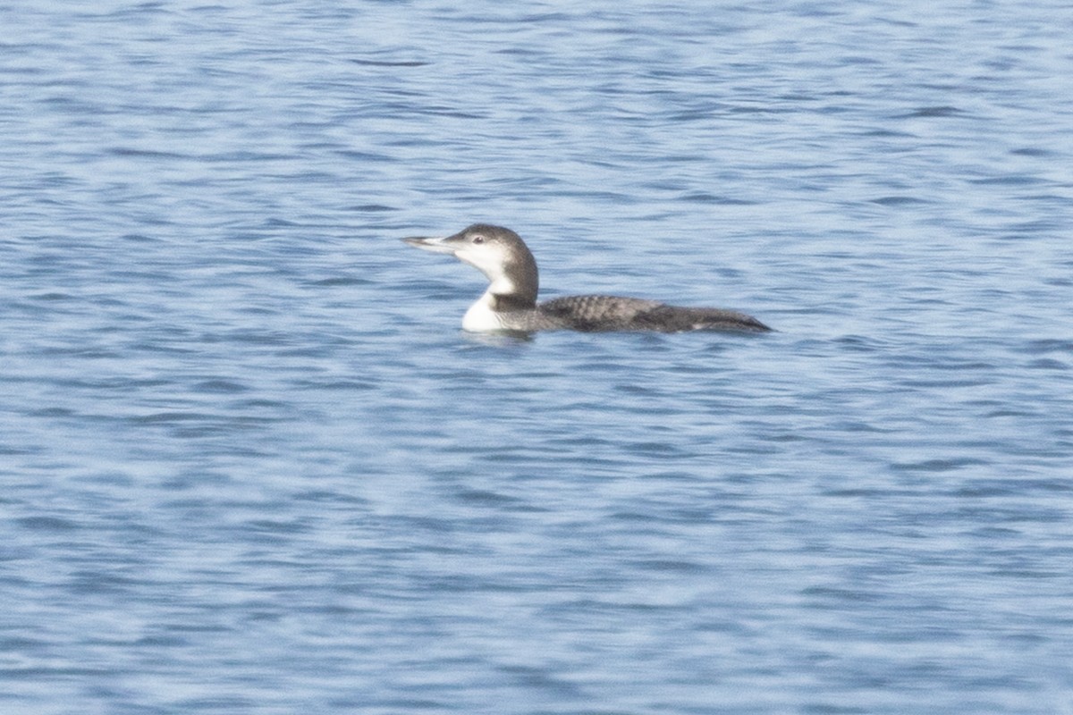 Common Loon - ML646433991
