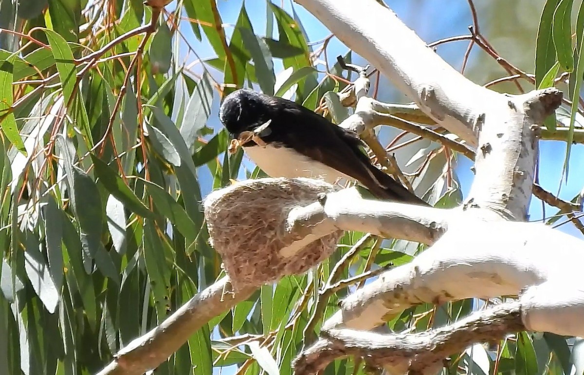 Willie-wagtail - ML646433992