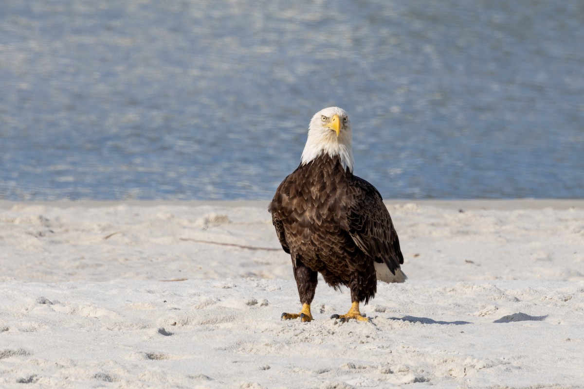 Pygargue à tête blanche - ML646433993