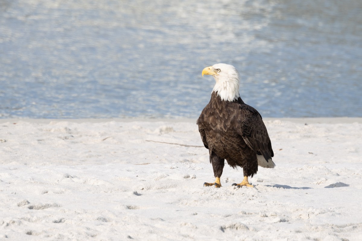 Pygargue à tête blanche - ML646433994