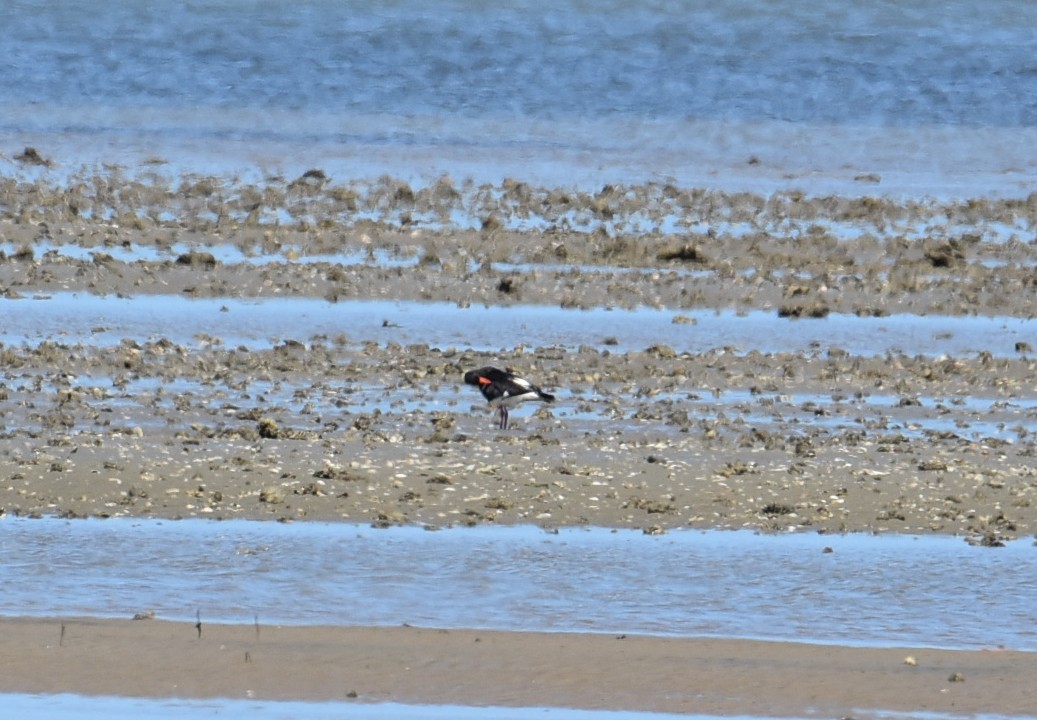 Pied Oystercatcher - ML646433995