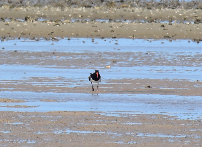 Australausternfischer - ML646433996