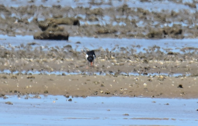 Australausternfischer - ML646433997