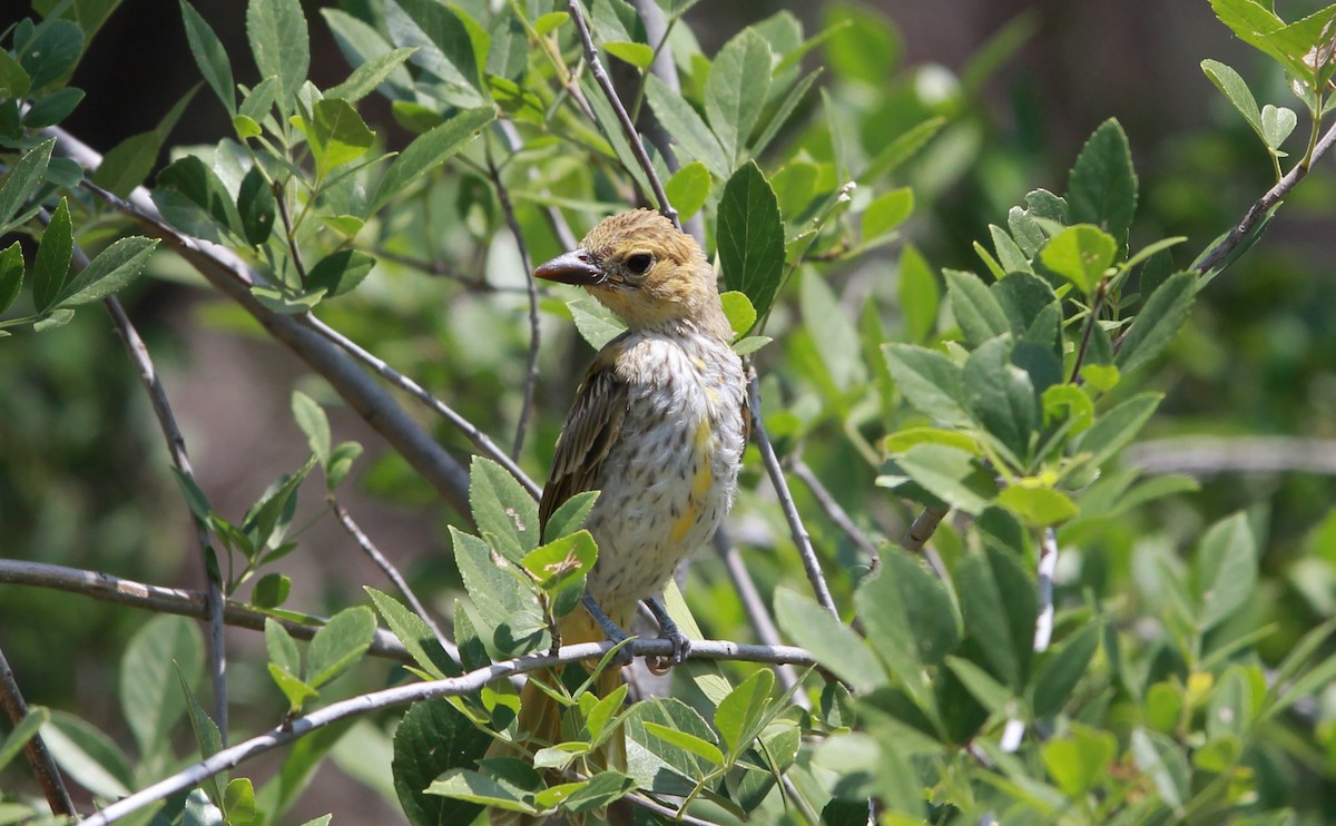 Sommerkardinal - ML646433999